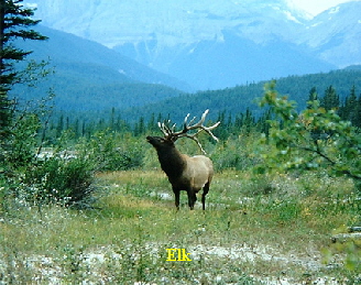 Elk