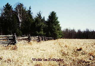 Weide im Frhjahr